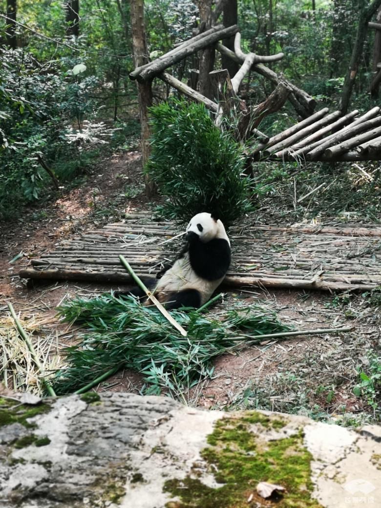 经济舱|南航330经济舱真霸气！座椅可随意后仰，仅次于单通道的明珠舱