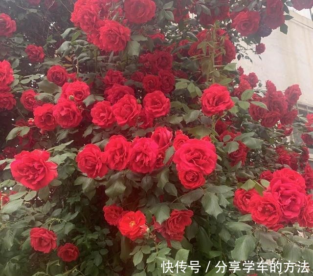 大哥图省钱,给蔷薇浇“金汁”,如今长到2层楼高,花开上万朵!