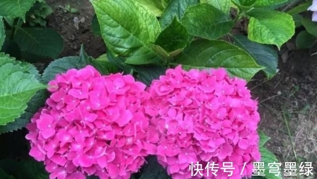 9种花不用花钱买,掐根枝条插土里,2周即可生根,好养易成活