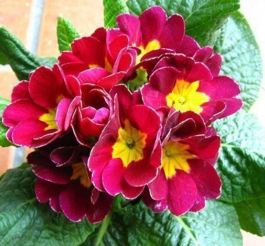 喜欢赏花,试试此几款小花,一到花期,阳台开成花海