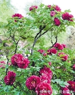 花卉|4种“富贵花”能活一百年,家里养一盆,留给下一代,越来越值钱