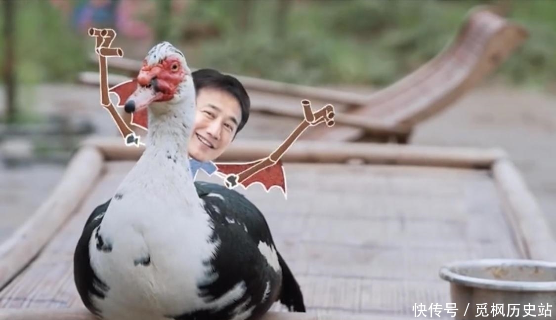 何老师 看张艺兴是如何一步一步被“骗”进鸡窝的?