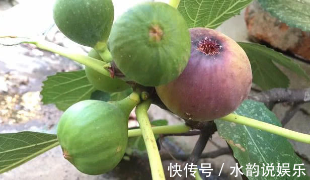 在家也能种“无花果”，南北方都能种，果子大又甜，年年挂满枝！