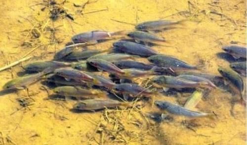 棒花鱼|农村这种鱼,儿时很多,钓鱼人见到就头大,如今却5元一条很稀罕