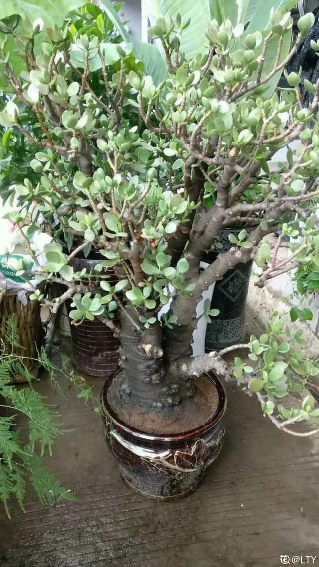 叶子|嫌花长的丑,趁现在砍头,满盆都是新叶子!