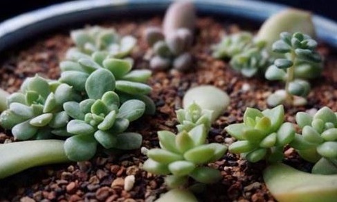 叶插|再便宜也不要买!摘几片叶子,就能叶插一整盆!