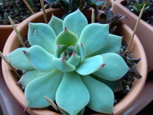 多肉变成一张大饼,该咋救一招绝对好使!