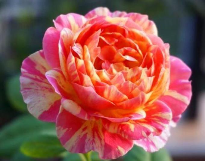 最适合新手养的4种花,沾土就能活,开花量大,花开枝繁叶茂