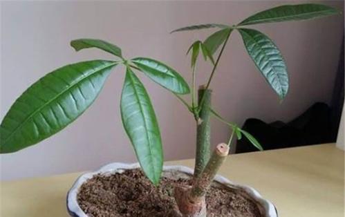 发财树的扦插方法，想要成活率高，技巧要牢记