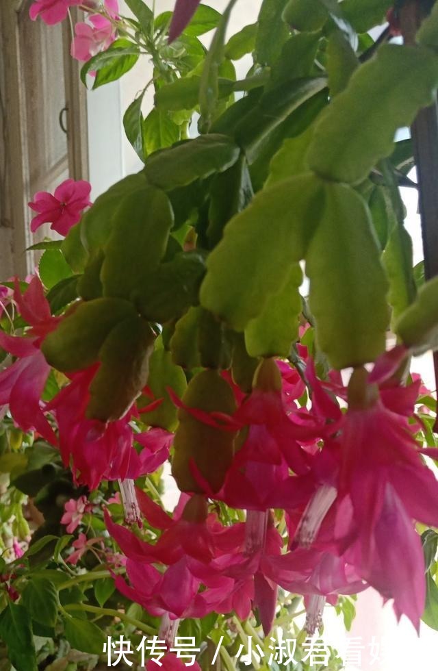 四月蟹爪兰需“虐养”,多掐芽勤控水,“撒欢长”绽放层叠群兰