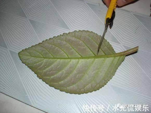 浸盆法|1种花超耐阴，一点散光就爆盆，花一开就是200多天！