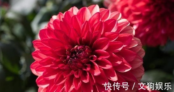 透水性|大丽花怎么养从选盆开始教你“5步走”,轻松开爆盆