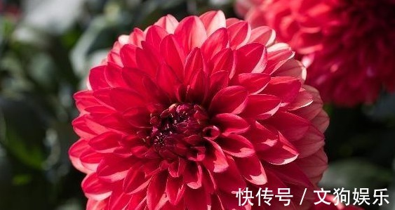 透水性|大丽花怎么养从选盆开始教你“5步走”，轻松开爆盆