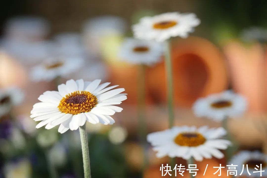 骑马射箭&8首“不服老”诗词:心若年轻,何惧沧桑