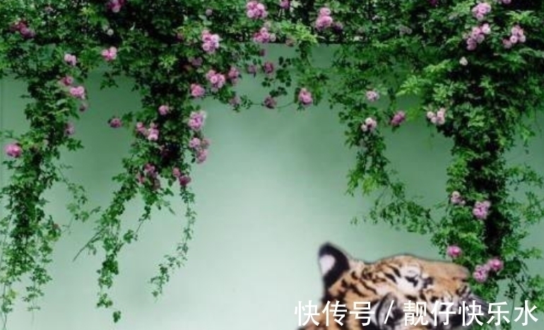 诗作!北宋大才子半夜烤火,听到一声老虎叫,悟出千古名作,王安石服气