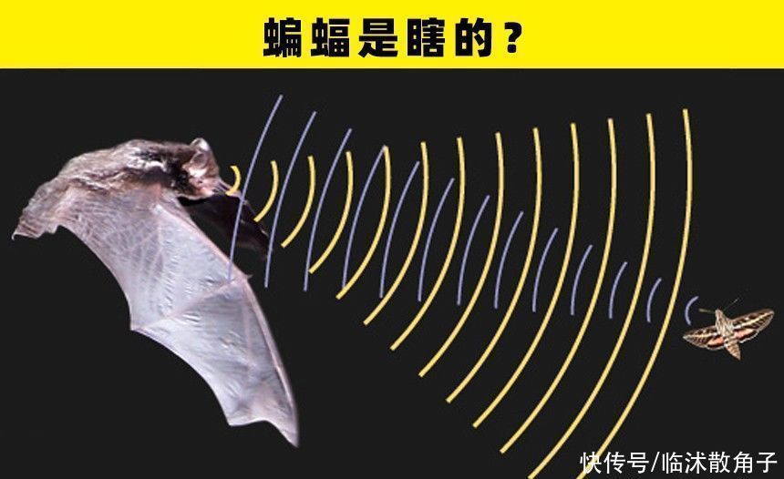  长期以来|不少人长期以来一直错误相信着的7个小知识