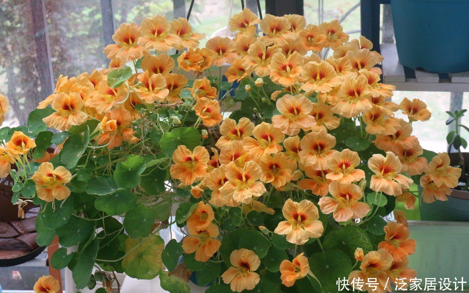 封闭阳台养啥花?这款很不错,打理容易,花繁叶密,多季重复开