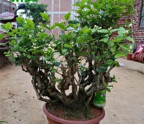 轻松|天下第一香,茉莉老树桩,轻松养成茉莉树,高端典雅大盆景