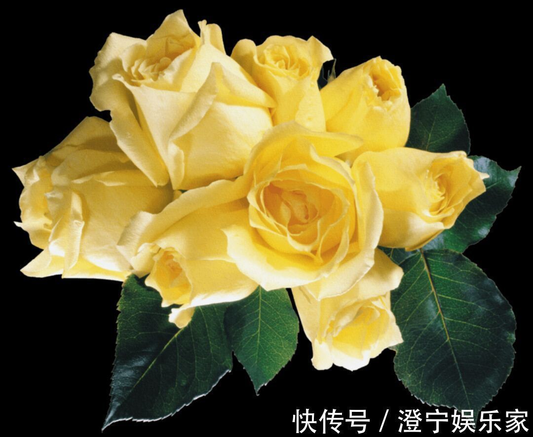 庆典|招财进宝“黄金花”,金色的外表,比玫瑰靓,比桂花香