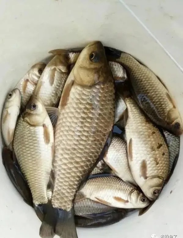 鱼口|鱼口轻要怎么放大信号?把这4个细节改改,包你一个顿口一条鱼