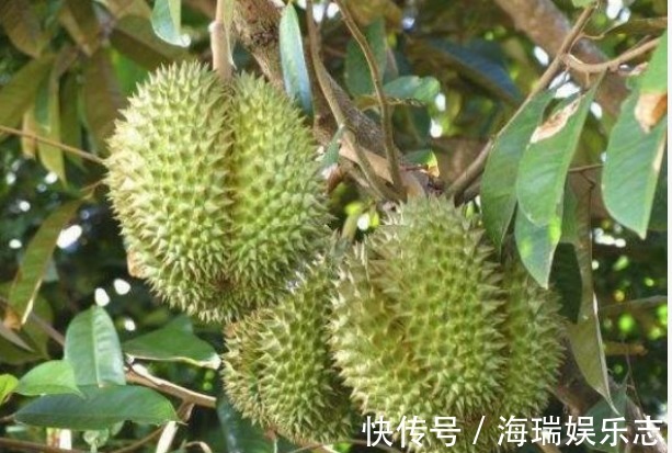 榴莲树|被誉为“水果之王”的榴莲，果农怎样收获优质高产，只需掌握五点