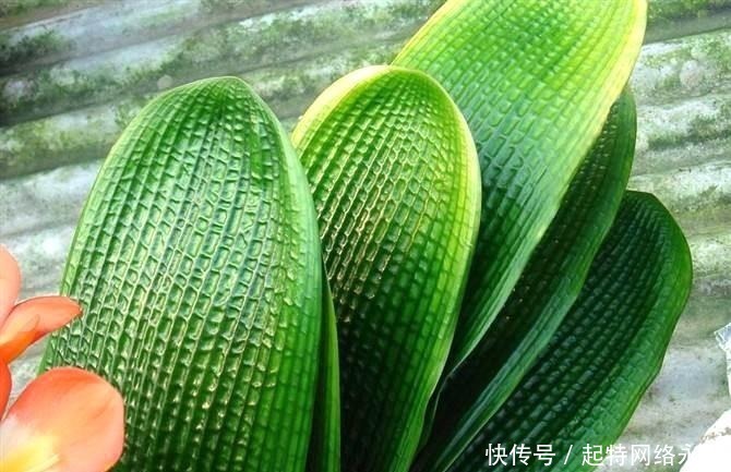 路边捡一把扔到花盆里，土壤肥的流油，根壮不腐烂，3年不用换土