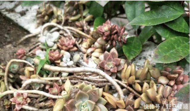 院子|婆婆扔在院子的多肉，几年没管长成老桩，给多少钱也不卖