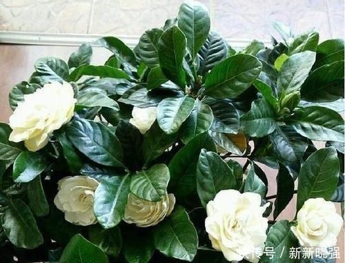 大爷|大爷种栀子花，从不施肥，一些“垃圾”全扔盆里，最后花开十几朵