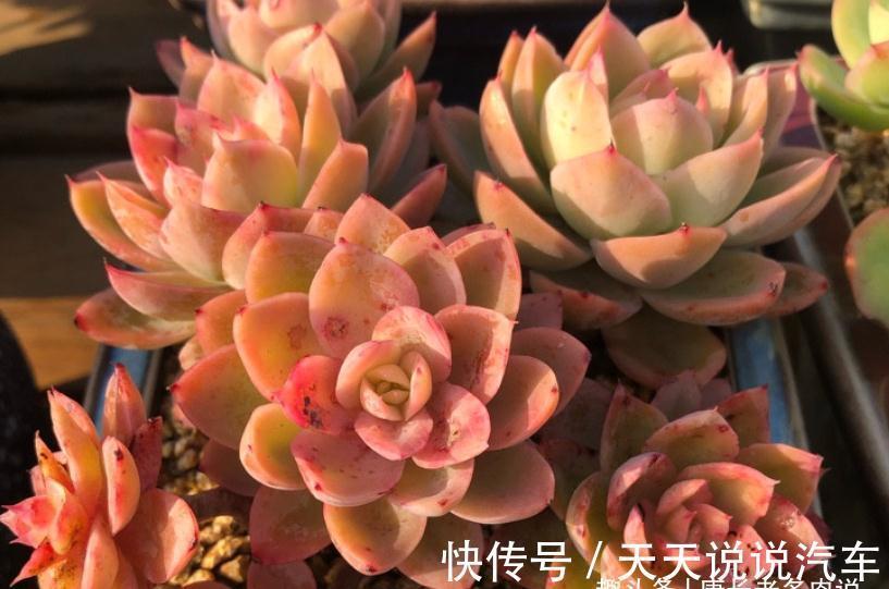 老肉友给新手的建议：刚栽种的多肉先别放铺面石，其中原因有两个