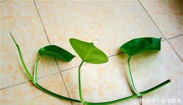 3种花,就得趁现在扦插,再晚就不生根了!3种花,就得趁现在扦插,再晚就不生根了!