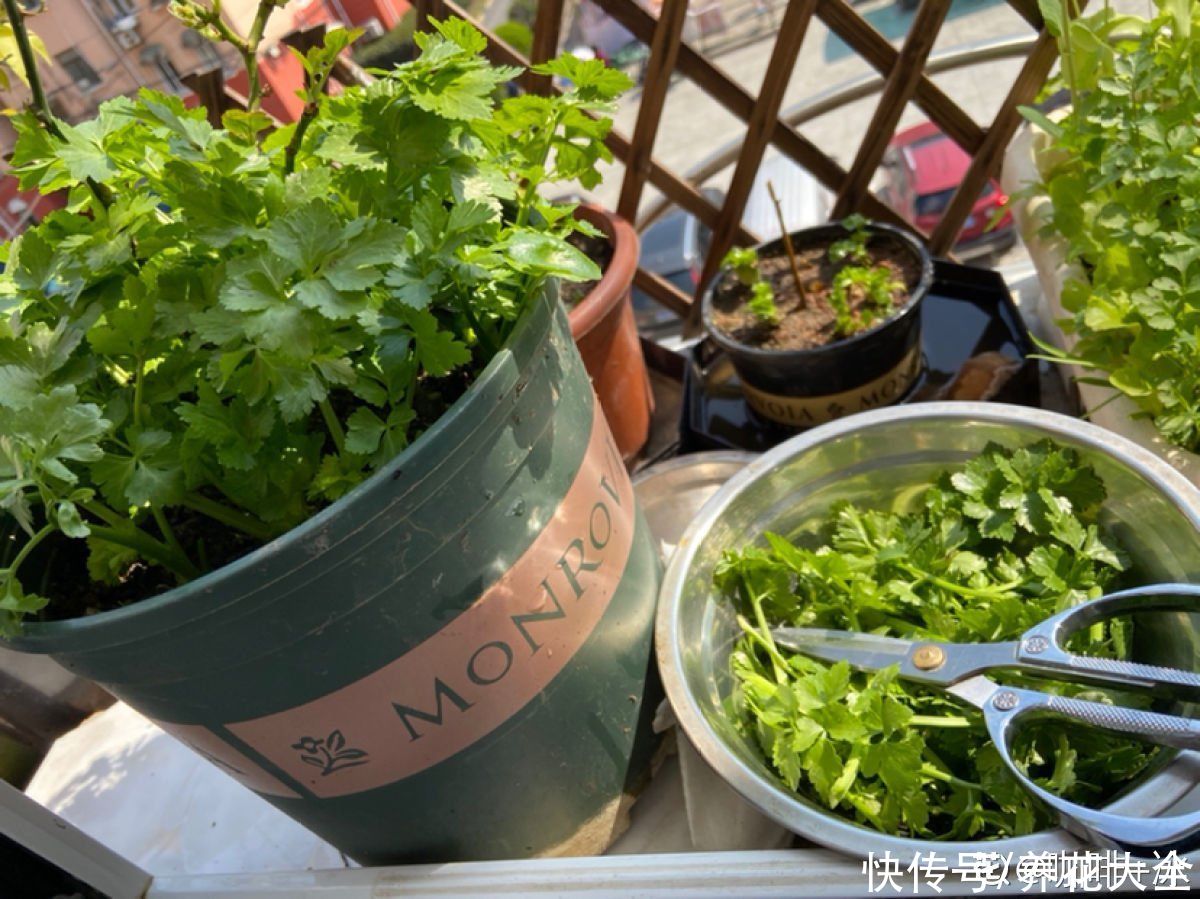 一块生姜埋土里 长出 姜崽芽 两个月能长1米高 粉紫色