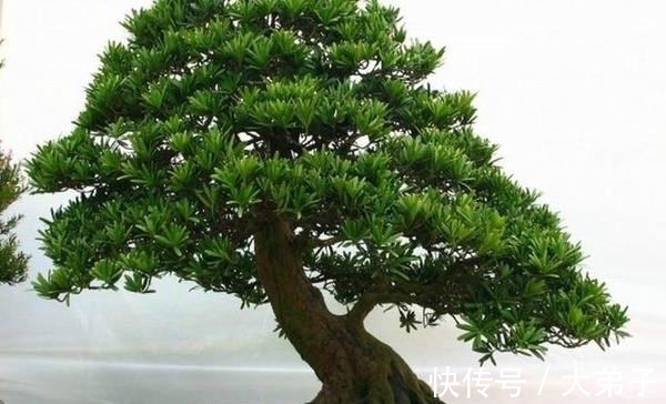 盆栽|罗汉松盆景价值高,定时修剪多浇水,轻轻松松养成老桩,价值更高