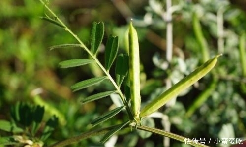  救命|农村常见的一种野豆子，在过去是救命食物，如今非常值钱！