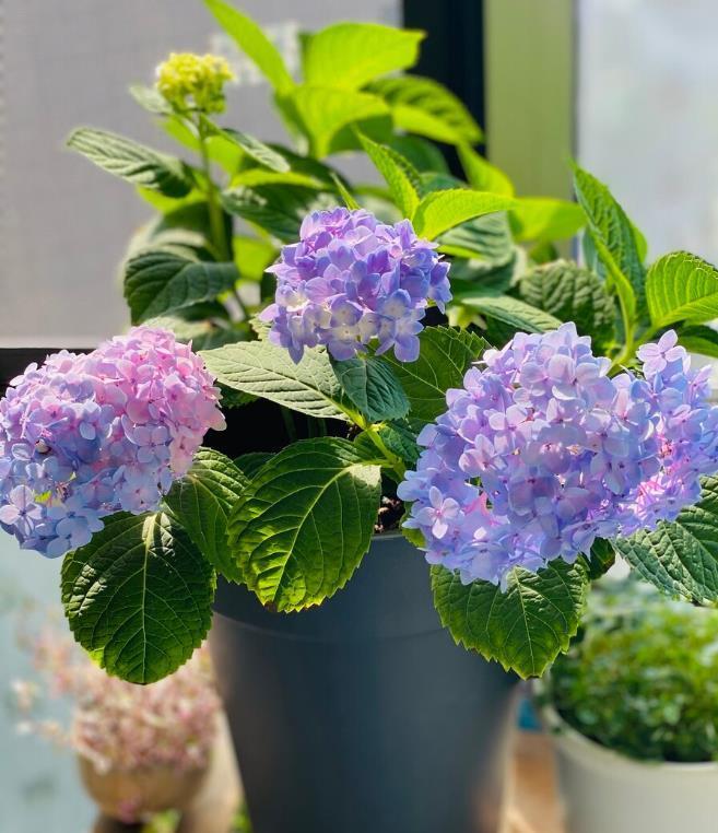 提醒：养绣球花，这些事情再不做，就晚了