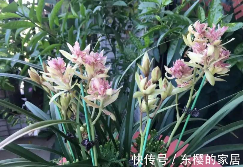 “高岭之花”兰花,家庭盆栽,为什么总爱黄叶病变?