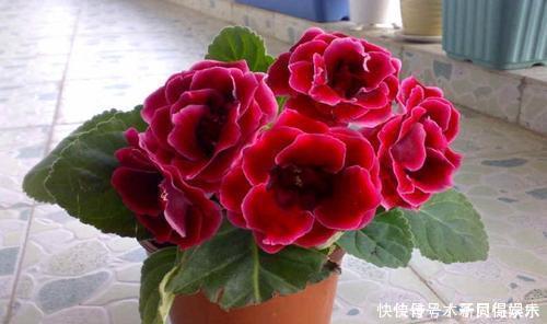 叶绿花艳|此款耐阴花,家里采光弱也能养,花期长达半年,一朵能开20天!