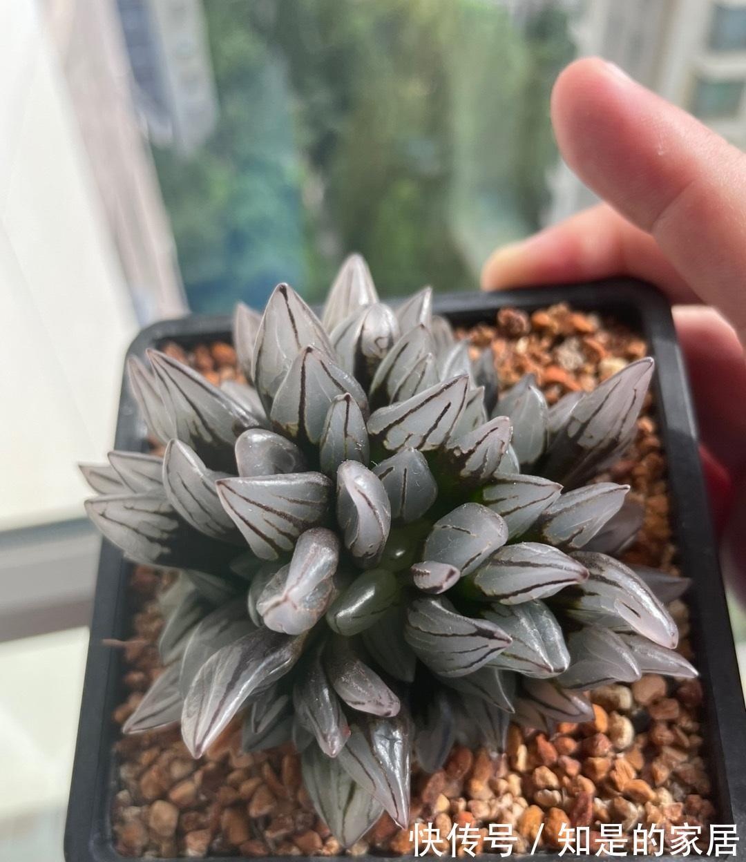 背窗三杰|多肉植物中的“背窗三杰”,叶子很通透,超好养护,颜值担当