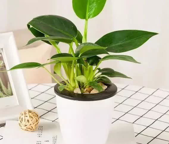 这6种花,越阴凉长得越旺,叶子绿得能冒油!