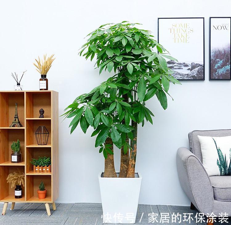 进入10月，建议扦插5种花，温度适宜利于生根，成活率直线上升