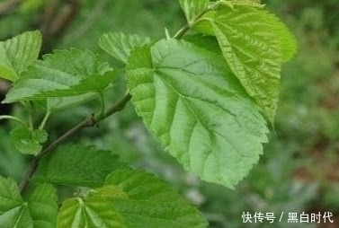 血管|天然的“降脂食物”,每天吃一吃,告别高血脂,让血管一通到底