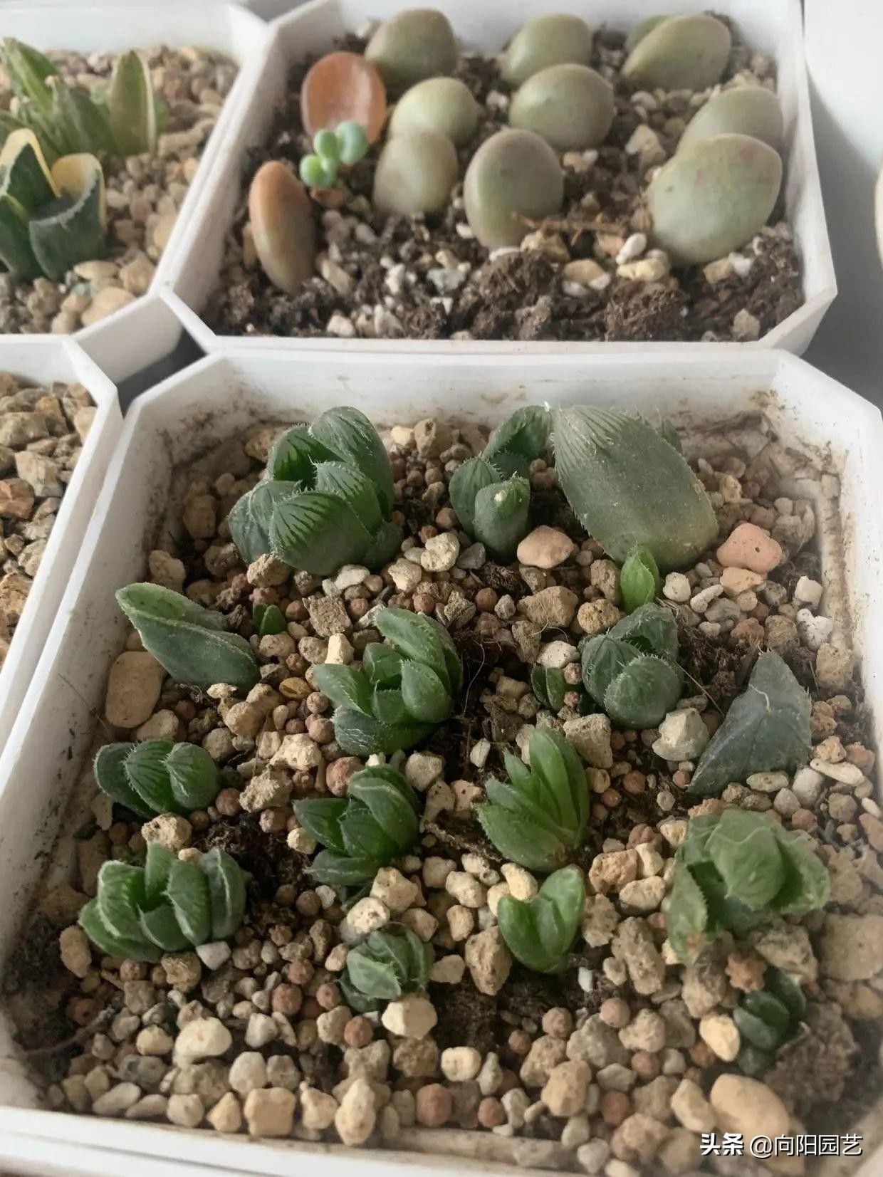 苗子|玉露也能叶插，时隔大半年，叶插成功了，分享扦插全过程