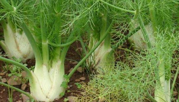 没事吃点茴香,5个好处登门拜访,不爱吃的朋友可惜了!