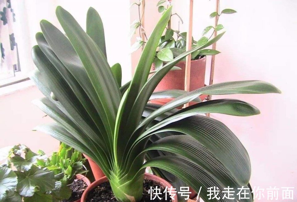 君子兰还不开花,怎么办用1招,顺利长出14片叶,开花爆盆