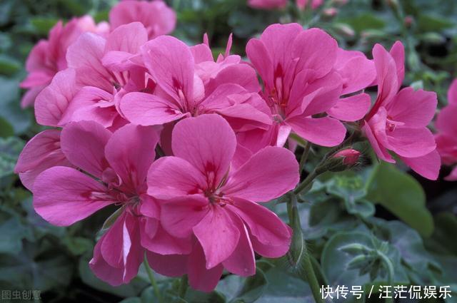 她家只养一种花,一年四季有花赏,原因是做好了四件事