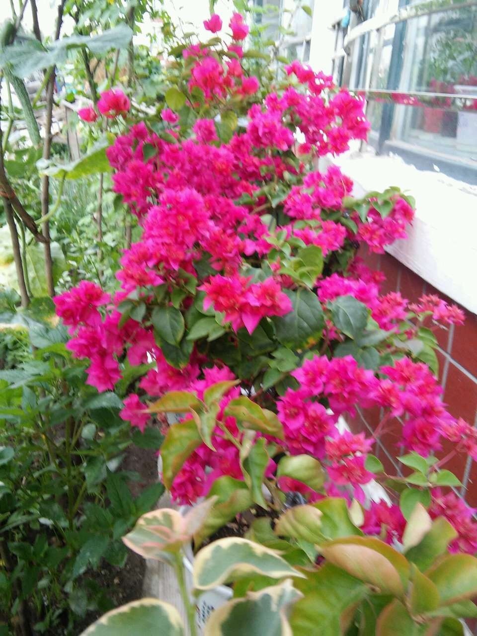 花苞|此花被人称为“无叶花”，满枝都是“花苞”，花期长达180天