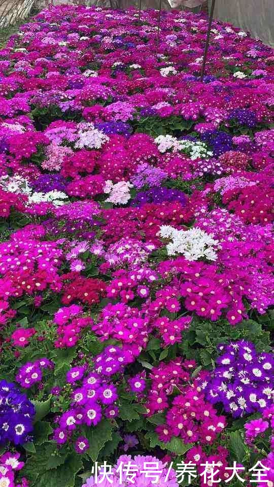 12月逛花市，买3种便宜花，10块钱能买3盆