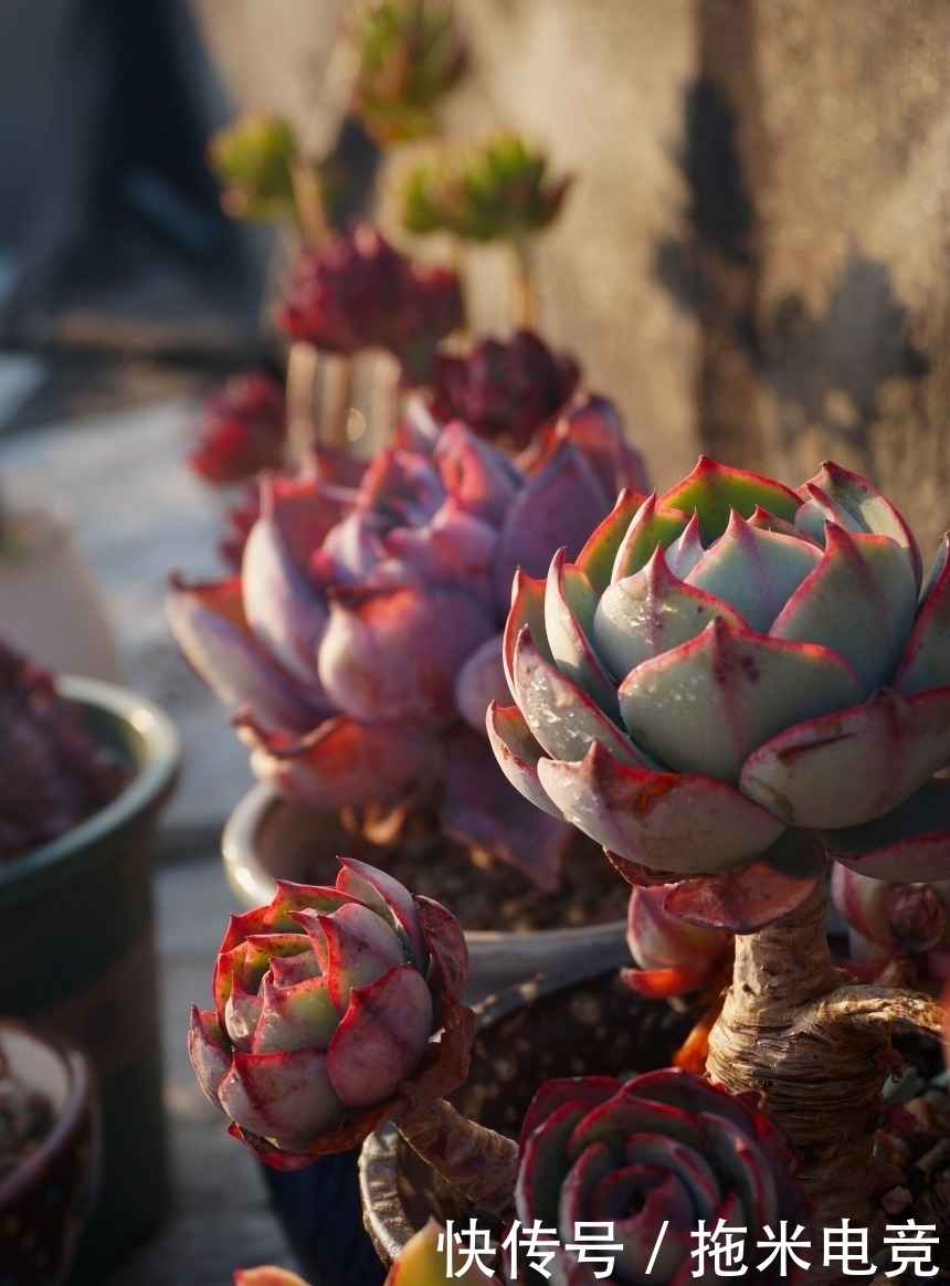 春天，去天台赏肉