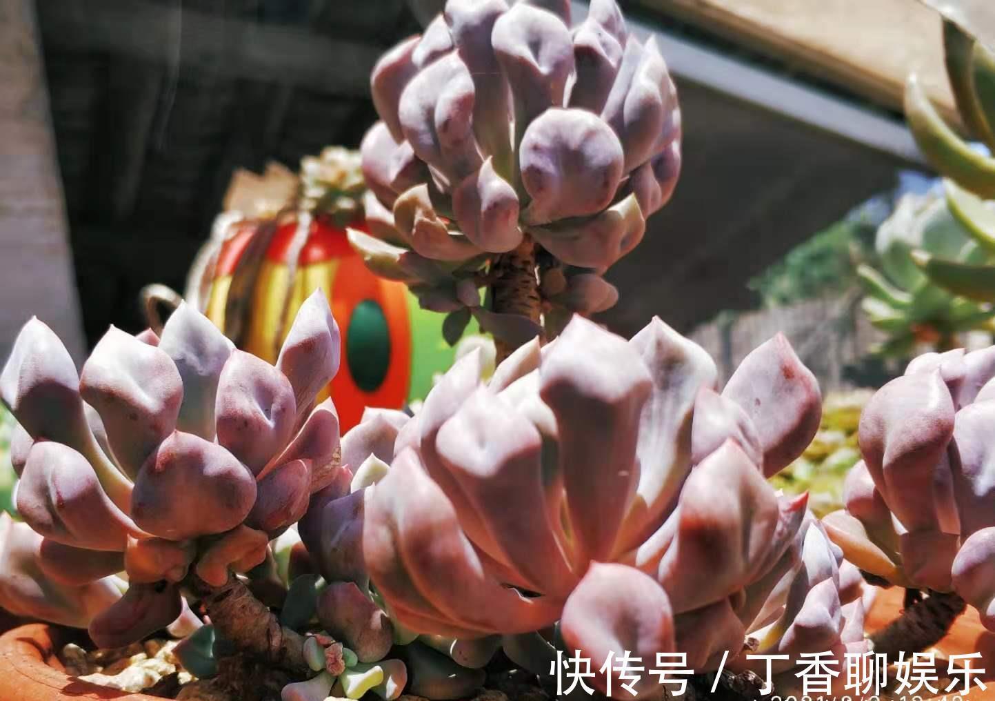 多肉|此8种多肉夏天不怕晒,反而越晒越好看,资深肉友都喜欢养