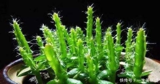 有“3种果核”不要扔,留下一点栽盆里,7天就发芽,来年结果旺盛