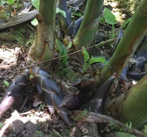 蛋白质|这东西,营养比牛奶还丰富,富含维生素和蛋白质,野外就有!